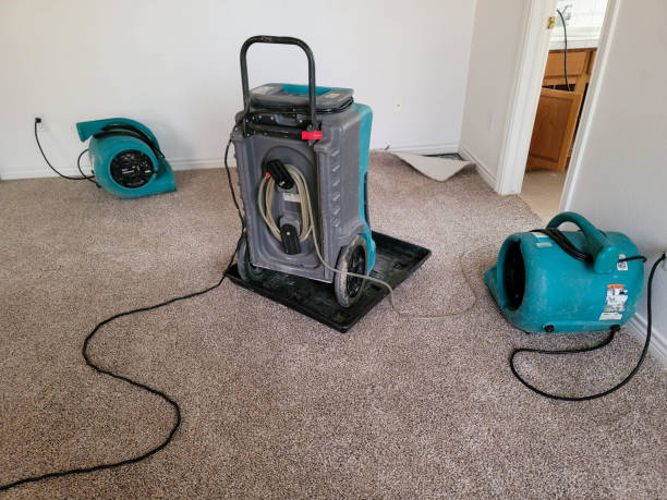 Best Basement water damage restoration  in Forest City, IA